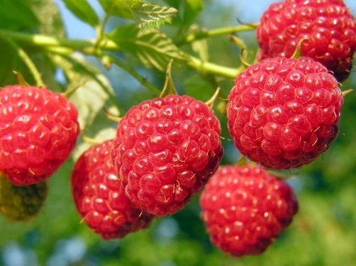 Fresh raspberries, the fruit the second row of the panel is named after